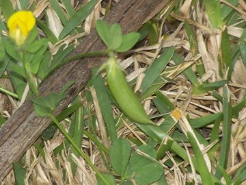 Lotus edulis